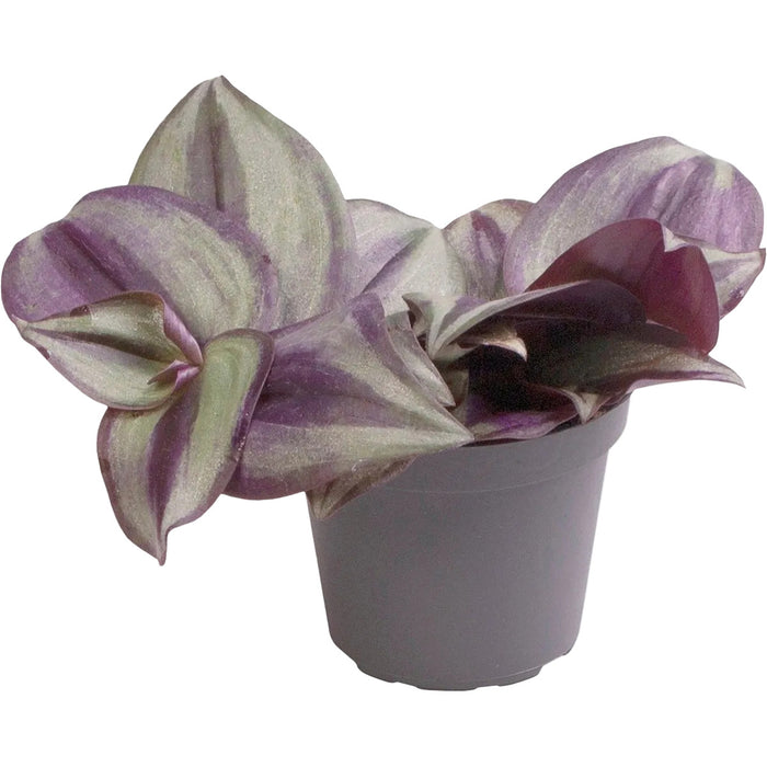 Tradescantia Zebra