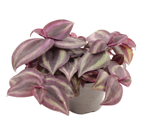 Tradescantia Zebrina