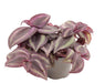 Tradescantia Zebrina