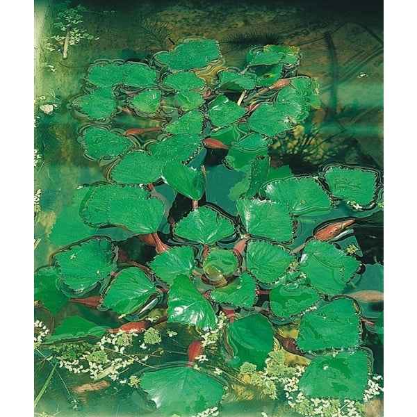 Drijfplanten Aquariumplanten Mix