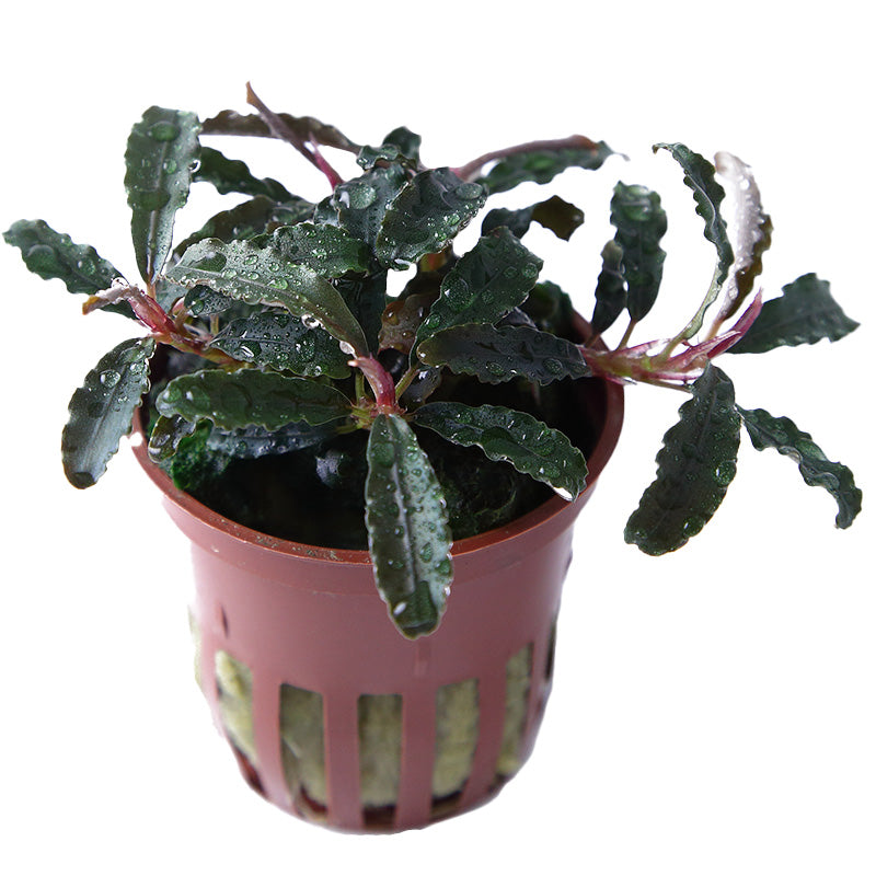 Tropica Bucephalandra diabolica 'Kedagang'