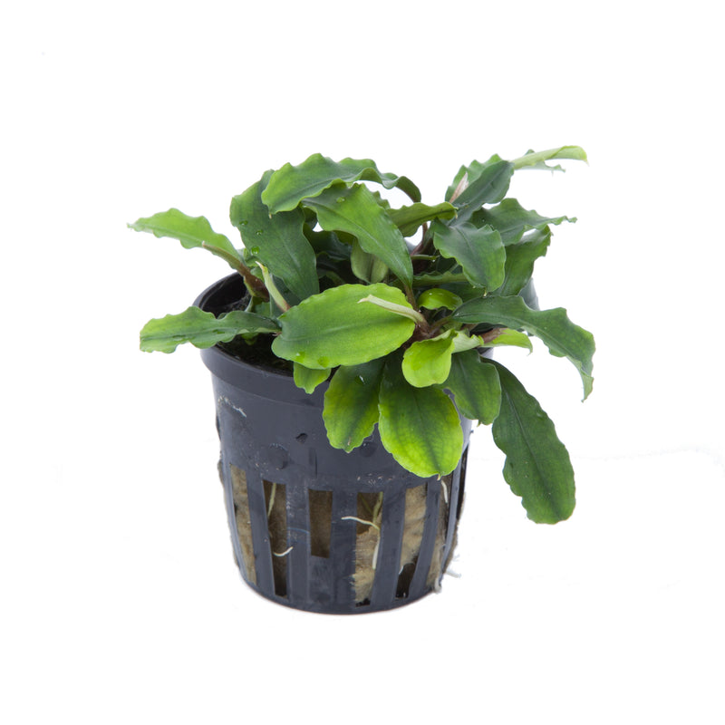 Tropica Bucephalandra pygmaea 'Bukit Kelam'