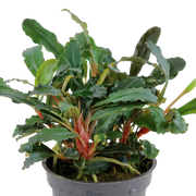 Tropica Bucephalandra sp. 'Red' 