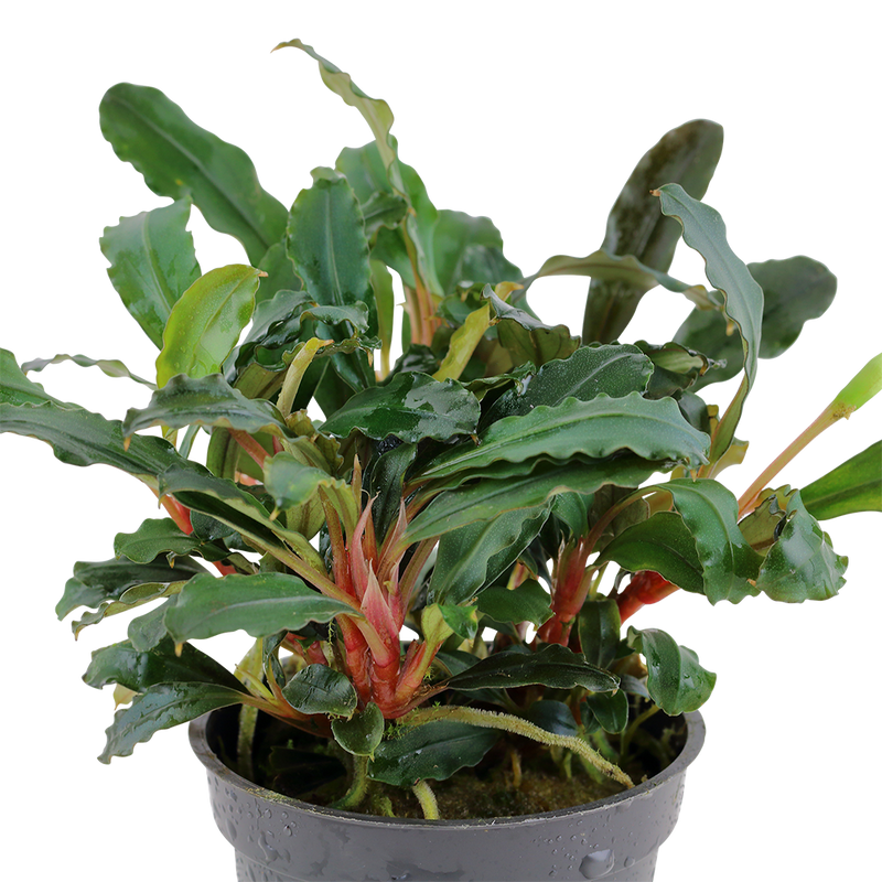 Tropica Bucephalandra sp. 'Red' 