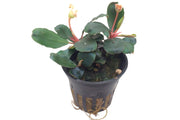 Tropica Bucephalandra sp. 'Red' Top
