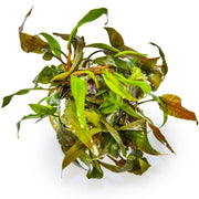 Tropica Cryptocoryne undulata 'Broad Leaf'