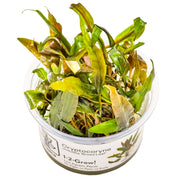 Tropica Cryptocoryne undulata 'Broad Leaf' 1-2 Grow!