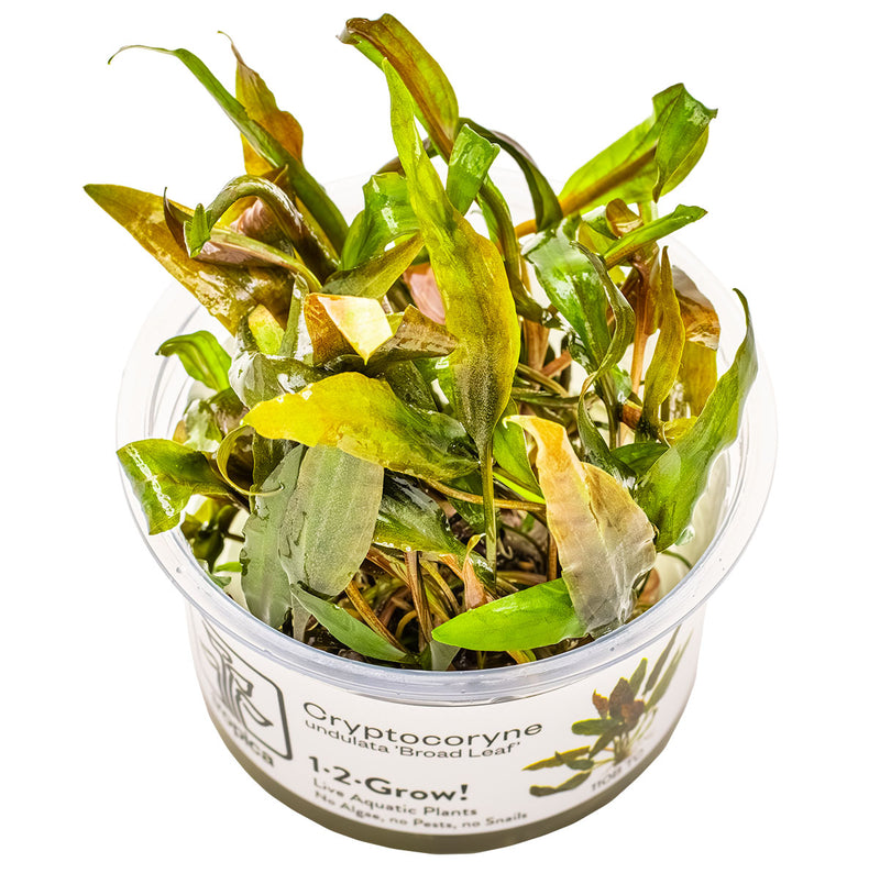 Tropica Cryptocoryne undulata 'Broad Leaf' 1-2 Grow!