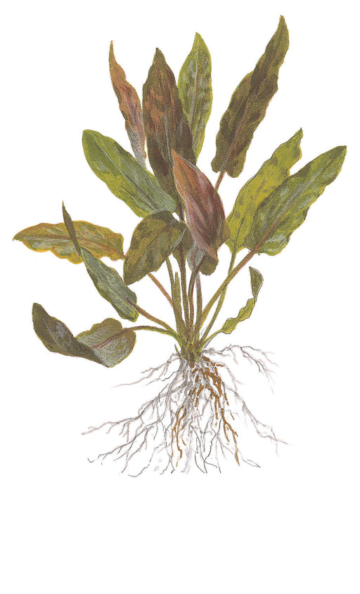 Tropica Cryptocoryne undulata 'Broad Leaf' 1-2 Grow! Tekening