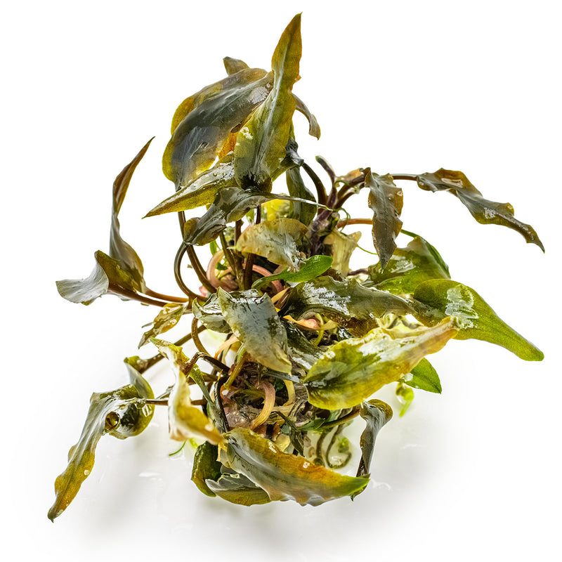 Tropica Cryptocoryne wendtii 'Mi Oya'