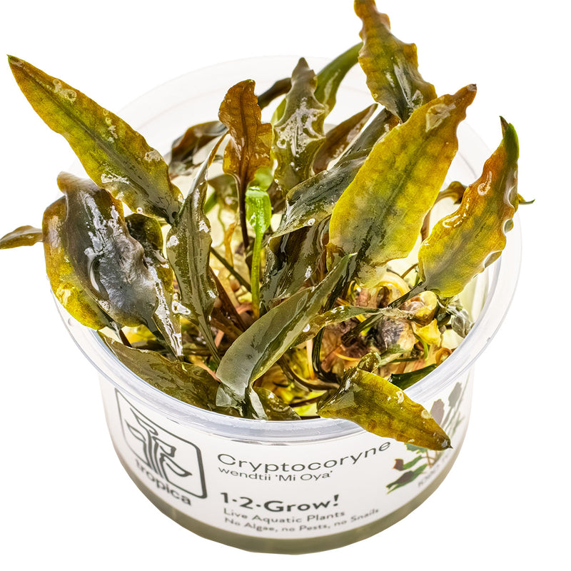 Tropica Cryptocoryne wendtii 'Mi Oya' 1-2 Grow!