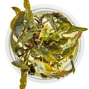 Tropica Cryptocoryne wendtii 'Mi Oya' 1-2 Grow! TOP