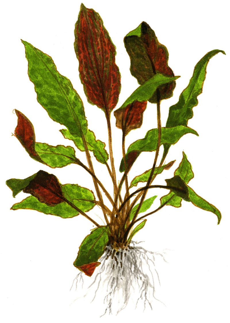 Tropica Cryptocoryne wendtii 'Mi Oya' 1-2 Grow! Tekening
