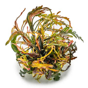 Tropica Hygrophila pinnatifida 1-2 Grow! 