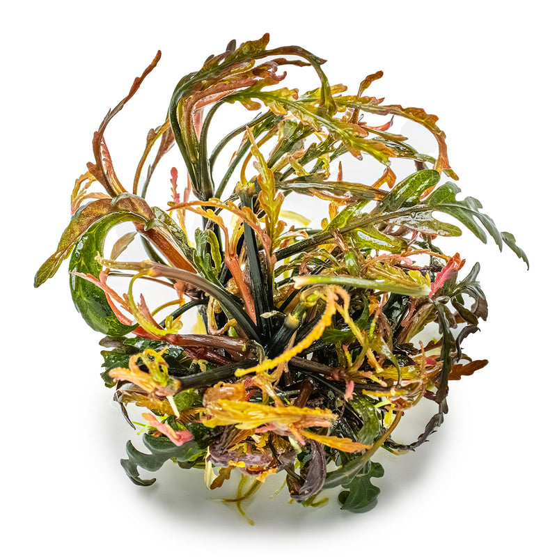 Tropica Hygrophila pinnatifida 1-2 Grow! 