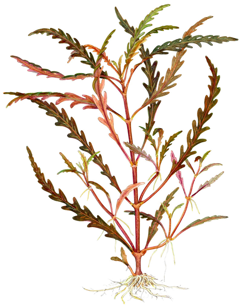 Tropica Hygrophila pinnatifida 1-2 Grow! Drawing