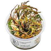 Tropica Hygrophila pinnatifida 1-2 Grow! POT