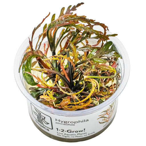 Tropica Hygrophila pinnatifida 1-2 Grow! POT