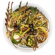 Tropica Hygrophila pinnatifida 1-2 Grow! Top