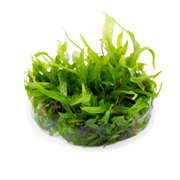 Tropica Microsorum pteropus 'Narrow' 1-2 Grow!