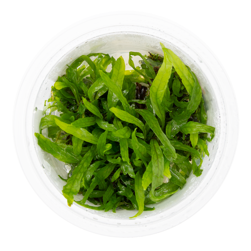 Tropica Microsorum pteropus 'Narrow' 1-2 Grow! TOP