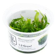 Tropica Microsorum pteropus 'Narrow' 1-2 Grow! VP