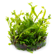 Tropica Microsorum pteropus 'Windelov'