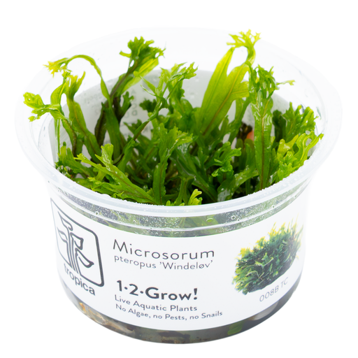 Tropica Microsorum pteropus 'Windeløv' 1-2 Grow!