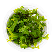Tropica Microsorum pteropus 'Windelov' 1-2 Grow! Top