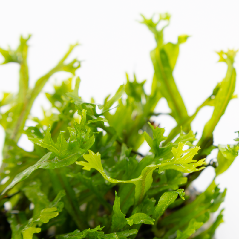 Tropica Microsorum pteropus 'Windelov' Closeup