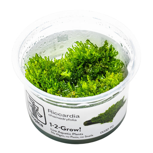 Tropica Riccardia chamedryfolia 1-2 Grow! 