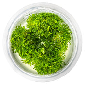 Tropica Riccardia chamedryfolia 1-2 Grow! Top