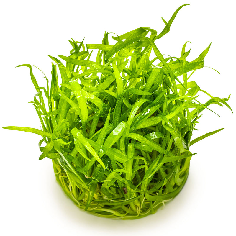 Tropica Sagittaria subulata 