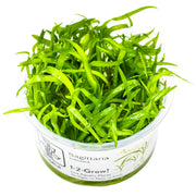 Tropica Sagittaria subulata 1-2 Grow!