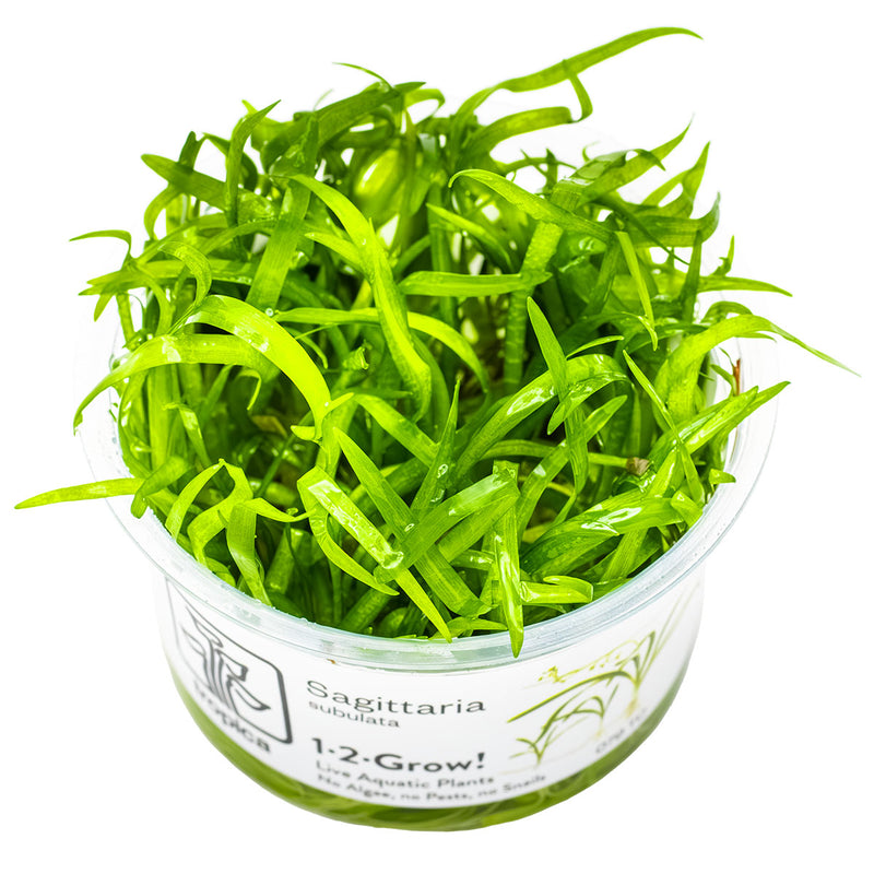 Tropica Sagittaria subulata 1-2 Grow!