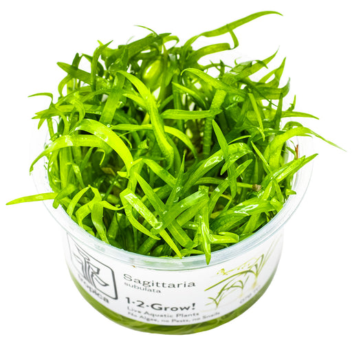 Tropica Sagittaria subulata 1-2 Grow!
