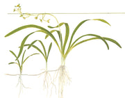 Tropica Sagittaria subulata 1-2 Grow! tekening