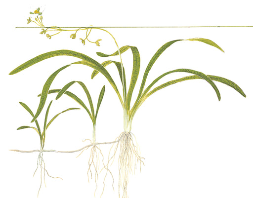 Tropica Sagittaria subulata 1-2 Grow! tekening