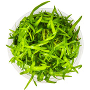 Tropica Sagittaria subulata 1-2 Grow! top