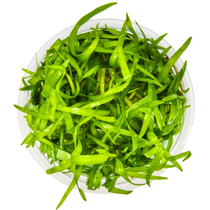 Tropica Sagittaria subulata 1-2 Grow! top