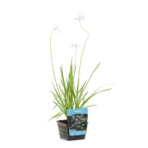 Tulbachia violacea 18x18