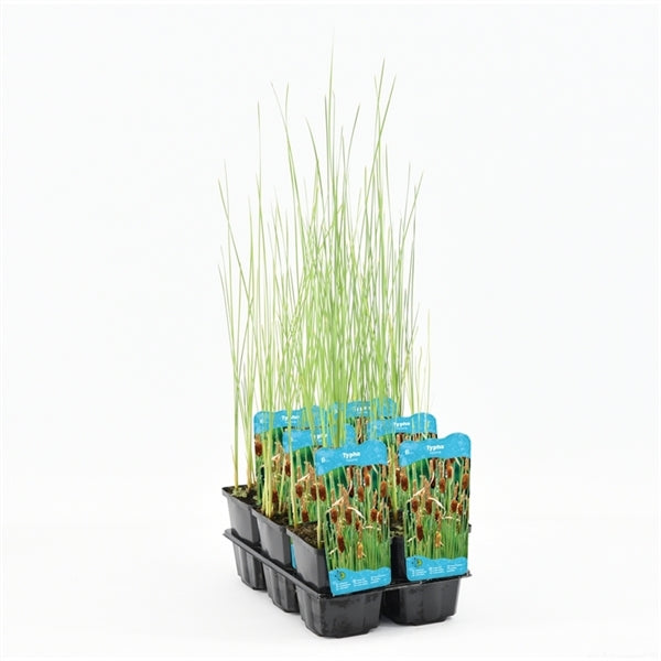 Typha Minima