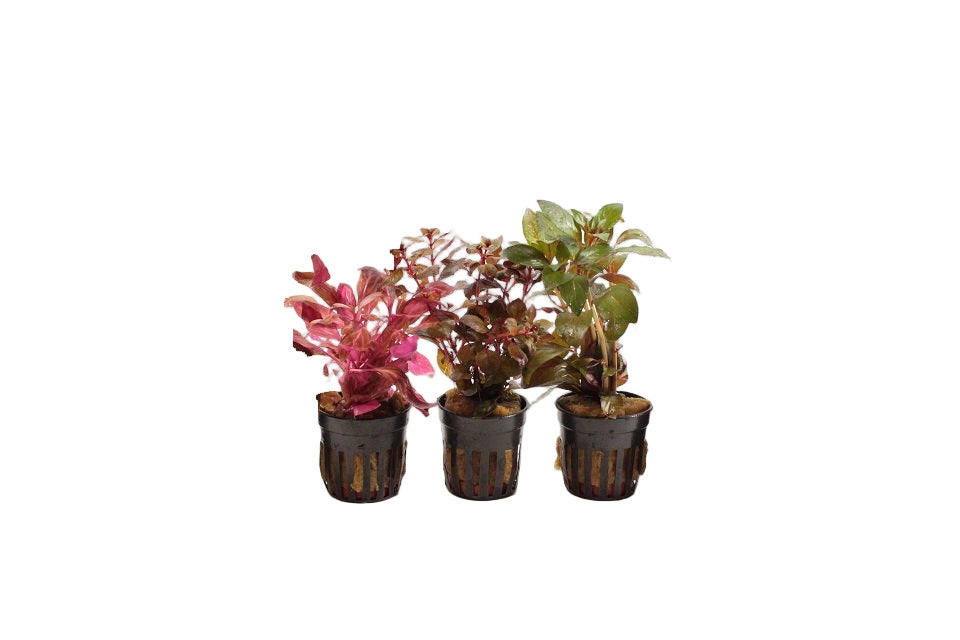 Valentijn Aquariumplanten Mix 3 Stuks