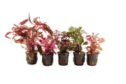 Valentijn Aquariumplanten Mix