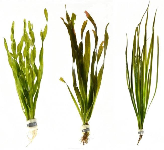Vallisneria Aquariumplanten Mix - Aquascape Plantenmix 