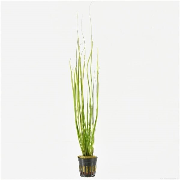 Vallisneria Natans - Aquascape - Aquariumplanten