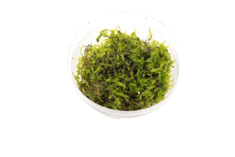Mos Aquariumplanten Mix