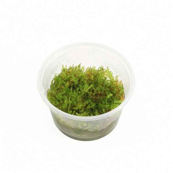 Vesicularia Christmas Mos - In Vitro