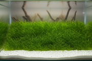 Voorzone Mix 1 - Hairgrass verbeterd