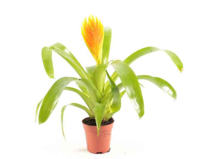 Vriesea Mix